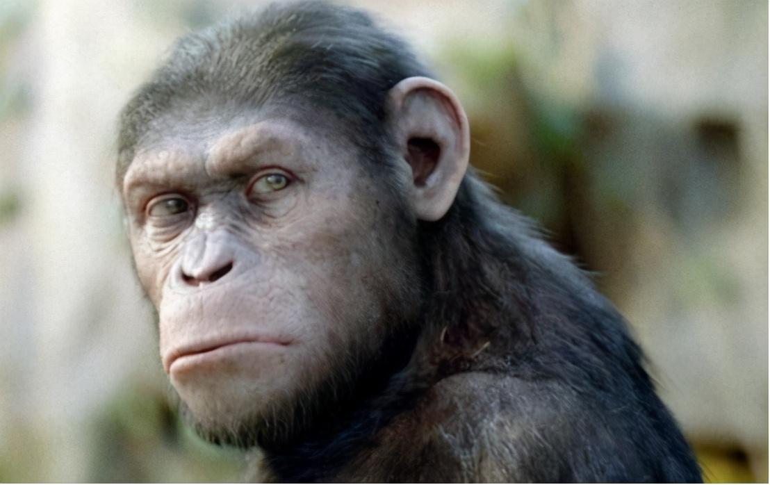 人类与类人猿拥有共同祖先，为何只有人类发展成智慧生物？