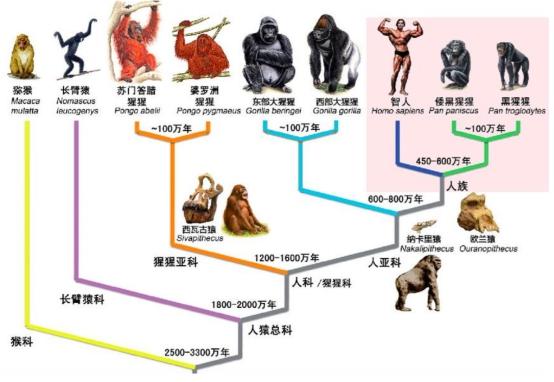 人类进化后会变成什么_人类进化完了吗_为什么会进化出人类
