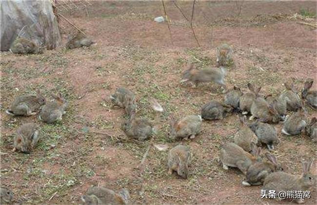 又是一个繁殖的季节，养殖野兔年赚五万