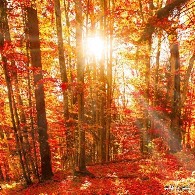 6首秋日诗词，意境很美，写尽了秋天的绚丽风光，值得一读再读